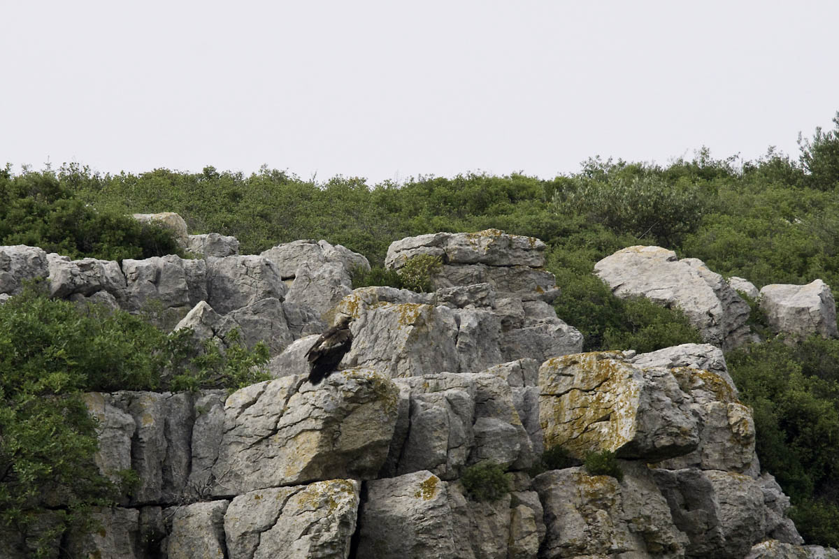 Aigle royal posé sur des rochers